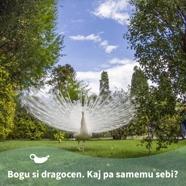 Pridiga
