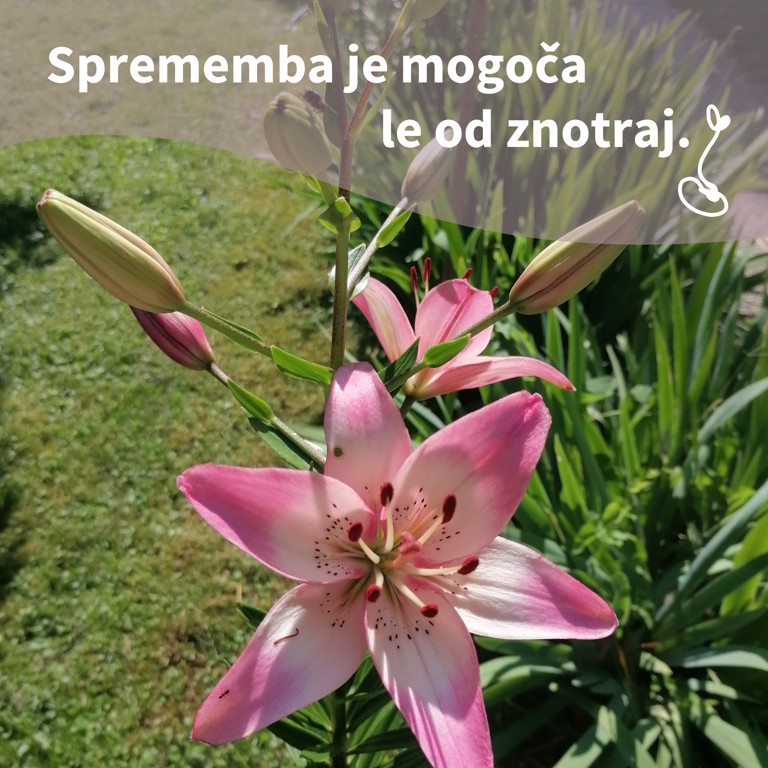 Pridiga
